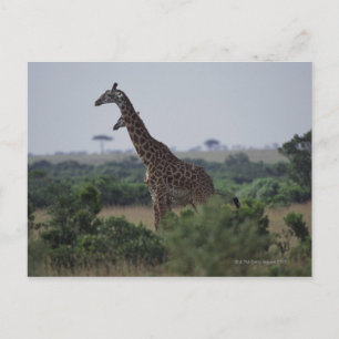 Postal Giraffes en África