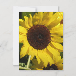 Postal Girasol