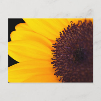 Postal Girasol