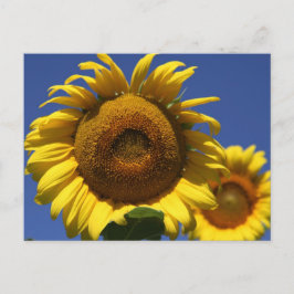 Postal Girasol