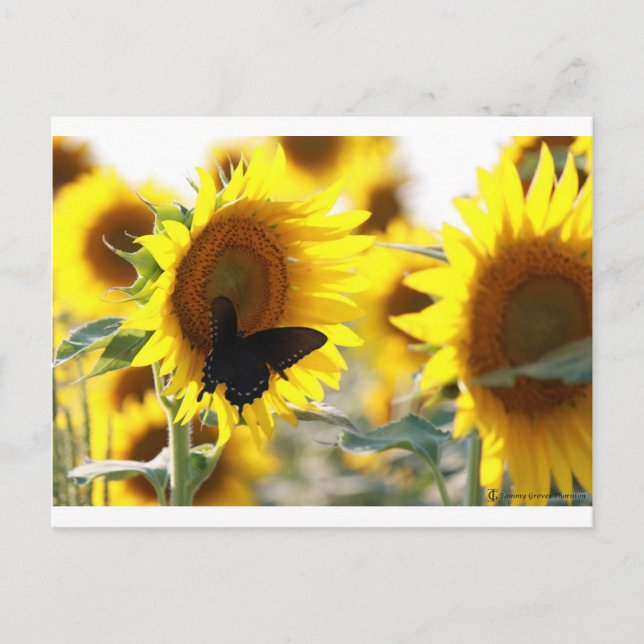 Postal Girasol (Anverso)