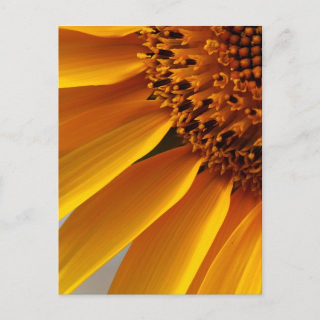 Postal Girasol (Anverso)