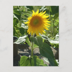 Postal girasol