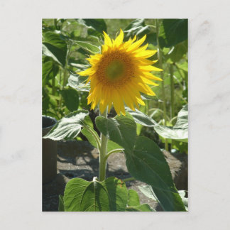 Postal girasol