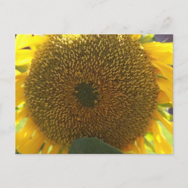 Postal Girasol (Anverso)