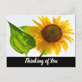 Postal Girasol