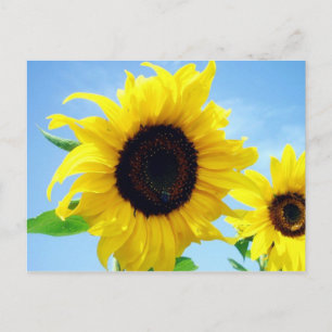 Postal Girasol