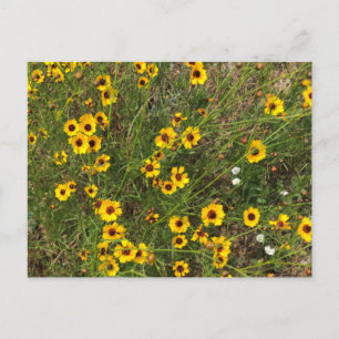 Postal Girasol