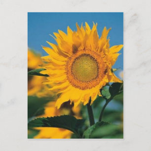 Postal Girasol