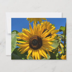 Postal Girasol