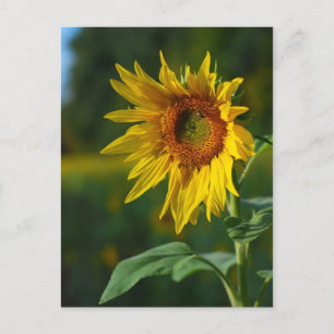 Postal Girasol