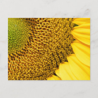Postal Girasol
