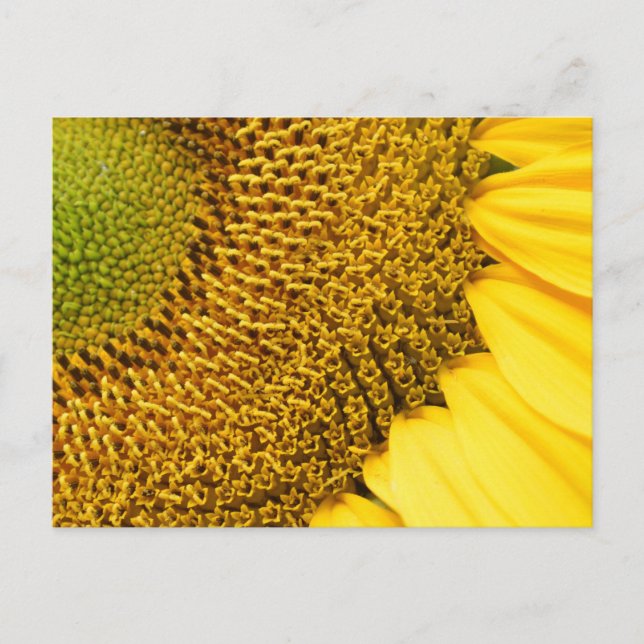 Postal Girasol (Anverso)