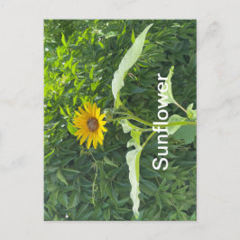 Postal Girasol