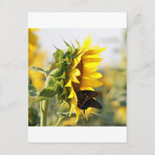 Postal Girasol