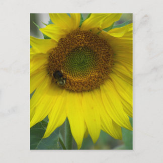 Postal girasol