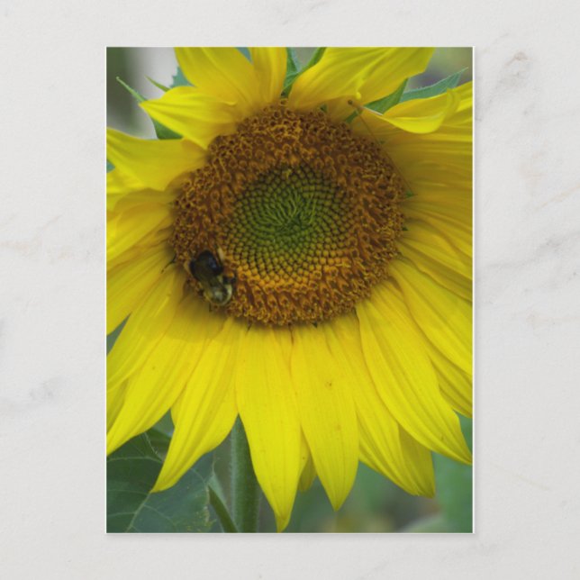 Postal girasol (Anverso)