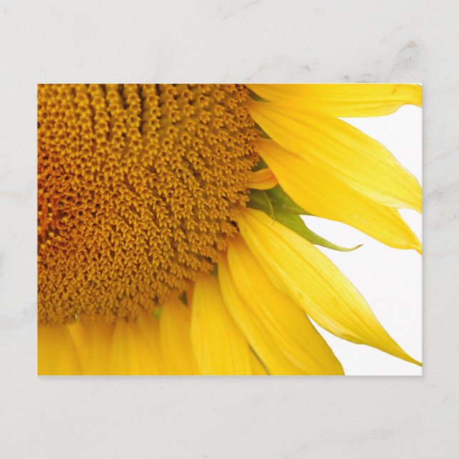 Postal girasol (Anverso)