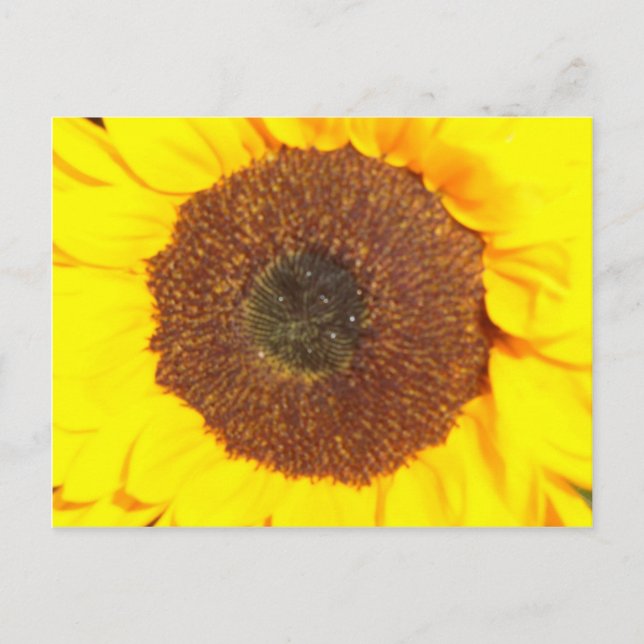 Postal Girasol (Anverso)