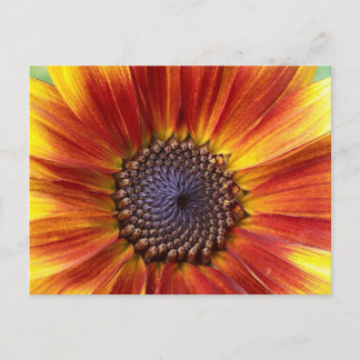 Postal Girasol