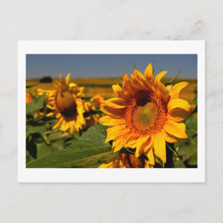 Postal girasol