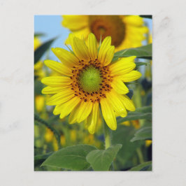 Postal Girasol