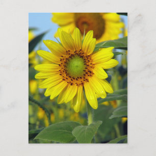 Postal Girasol