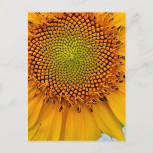 Postal Girasol