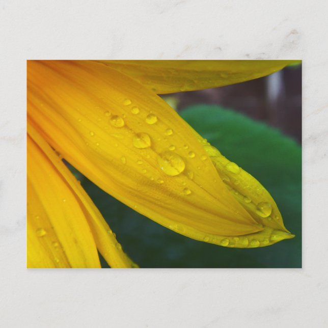 Postal Girasol (Anverso)