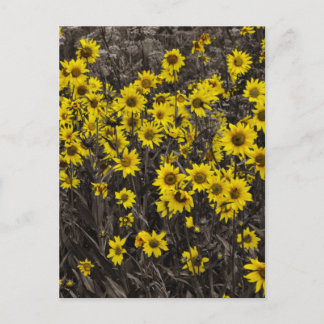 Postal Girasol