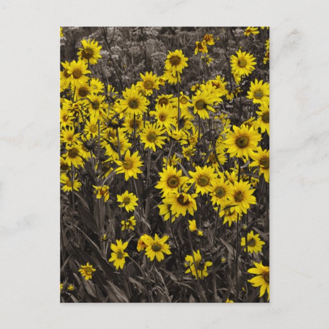 Postal Girasol (Anverso)