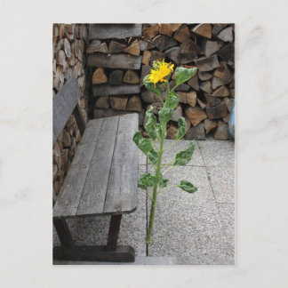 Postal Girasol