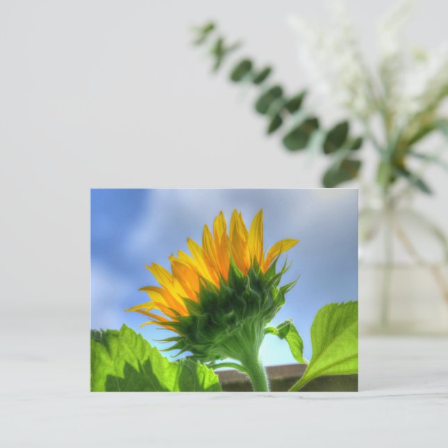 Postal Girasol (Anverso de pie)