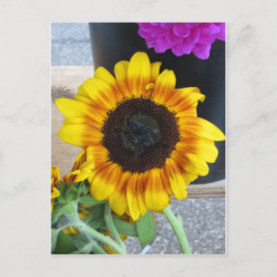Postal Girasol