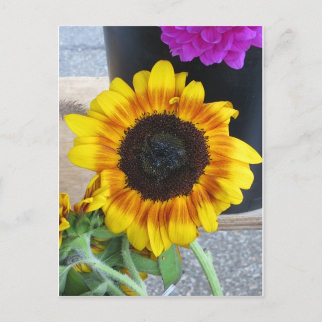 Postal Girasol (Anverso)