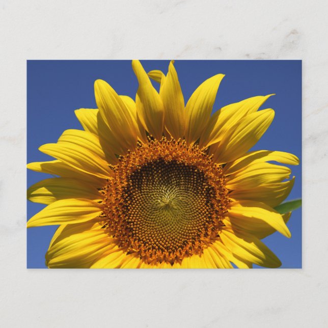 Postal Girasol (Anverso)