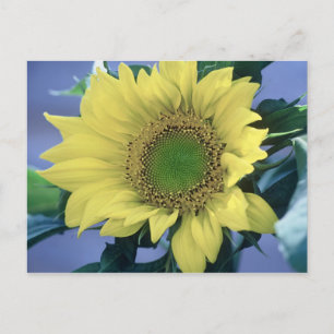 Postal Girasol