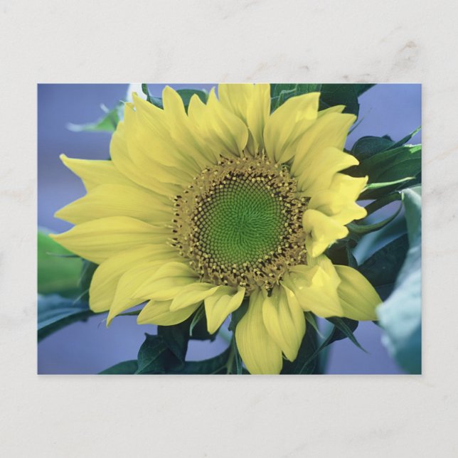 Postal Girasol (Anverso)