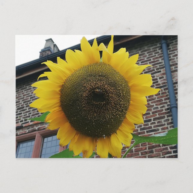 Postal Girasol (Anverso)