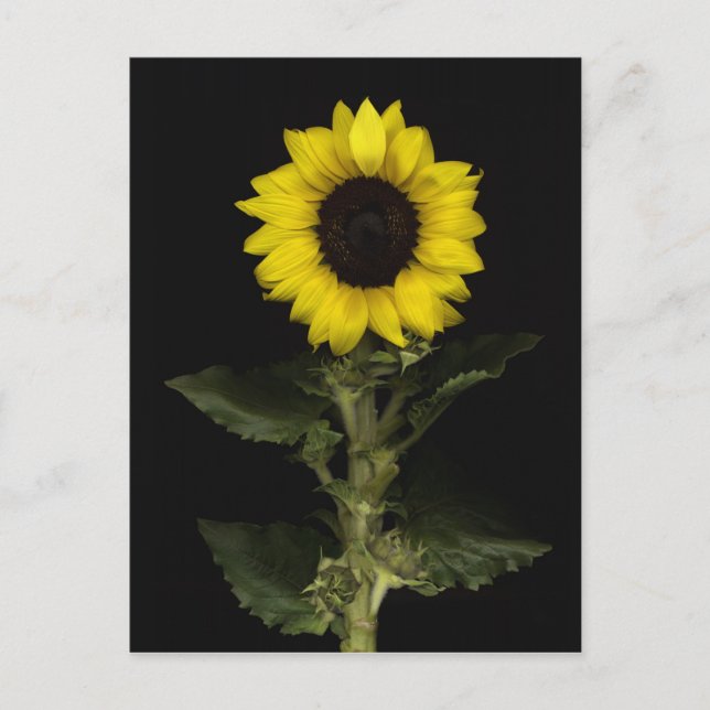 Postal Girasol 11 (Anverso)