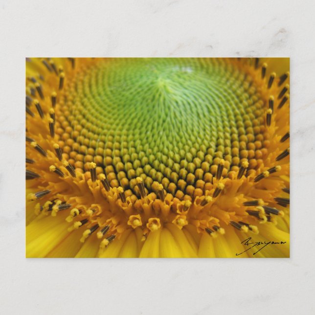 Postal Girasol 2 (Anverso)