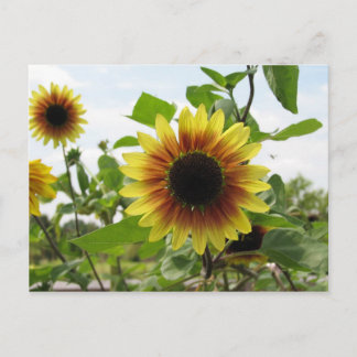 Postal girasol 2
