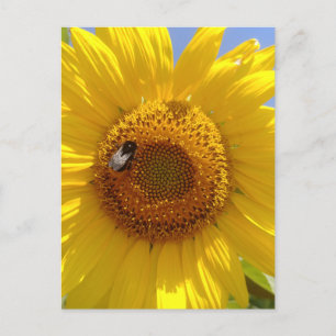 Postal Girasol amarillo