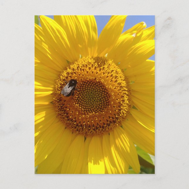 Postal Girasol amarillo (Anverso)