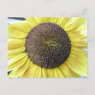 Postal girasol amarillo