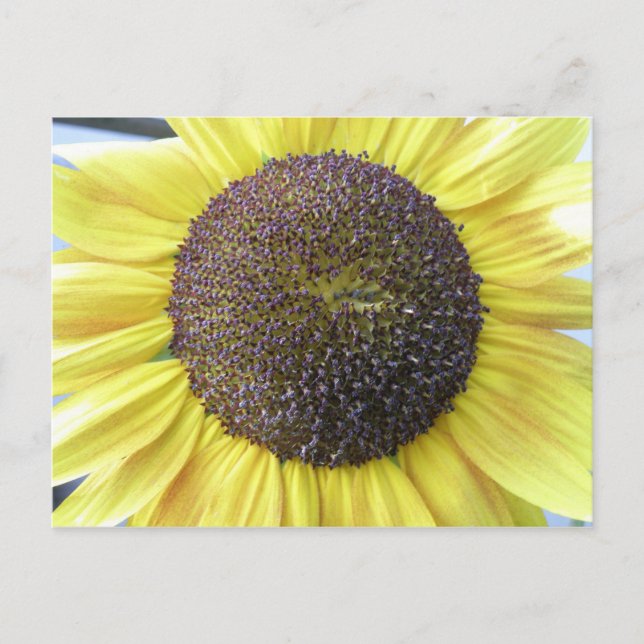 Postal girasol amarillo (Anverso)