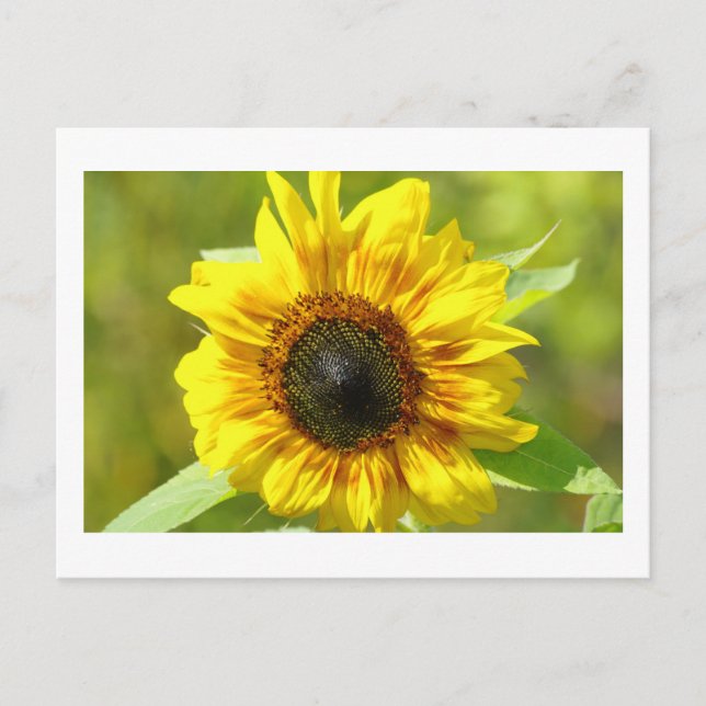 Postal girasol amarillo (Anverso)