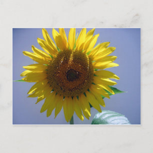 Postal Girasol amarillo
