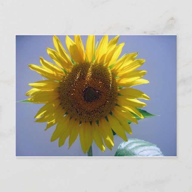 Postal Girasol amarillo (Anverso)