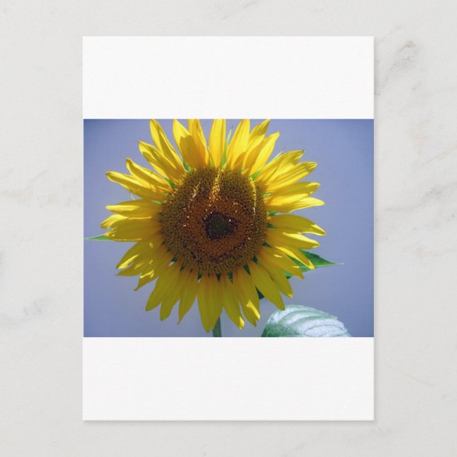 Postal Girasol amarillo (Anverso)